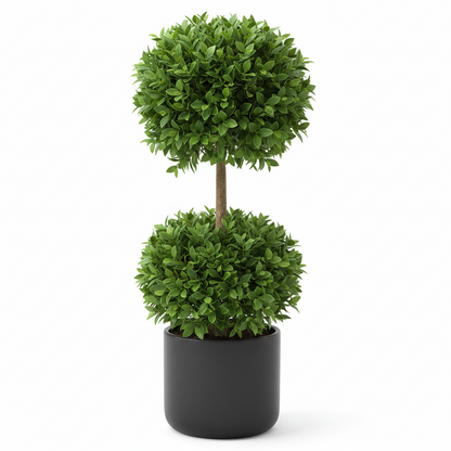 Ficus Diversifolia Two Heads – image 4
