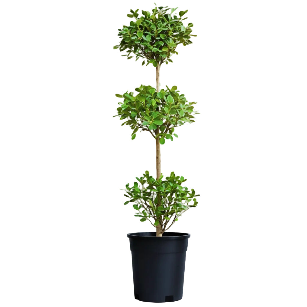 Ficus Diversifolia Three Heads – image 4