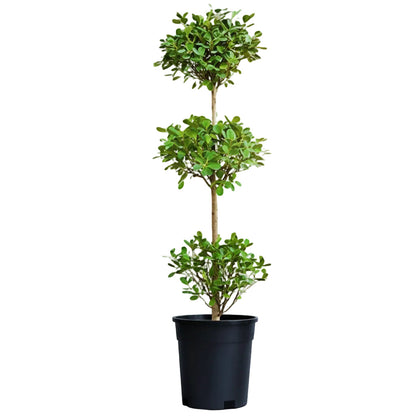 Ficus Diversifolia Three Heads – image 4