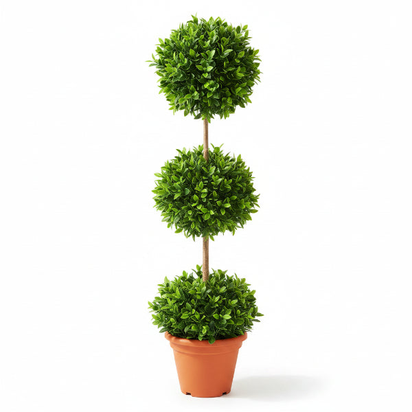 Ficus Diversifolia Three Heads – image 2