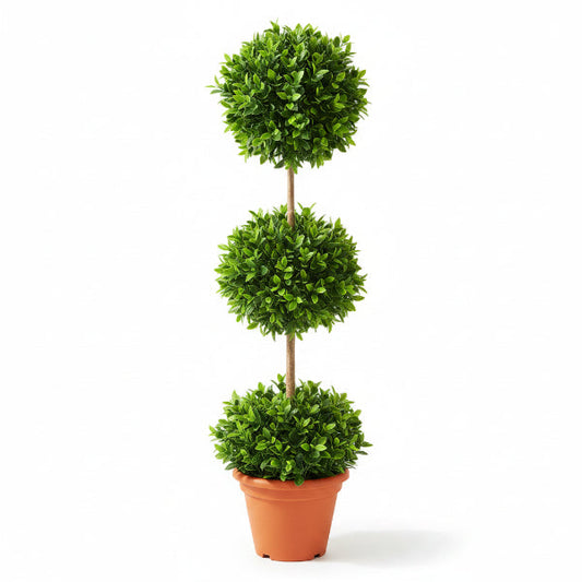Ficus Diversifolia Three Heads – image 2