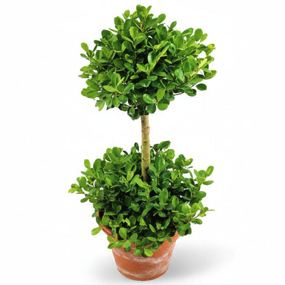 Ficus Diversifolia Two Heads – image 1