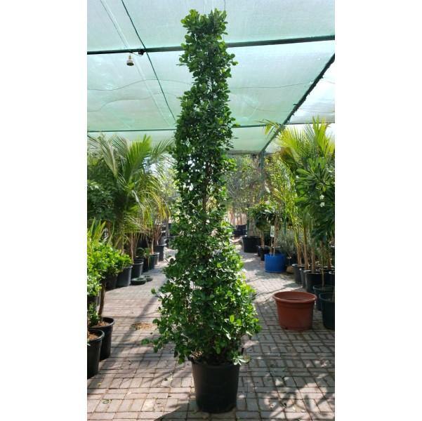 Ficus Diversifolia, Ficus Panda - Cone Shape – image 6