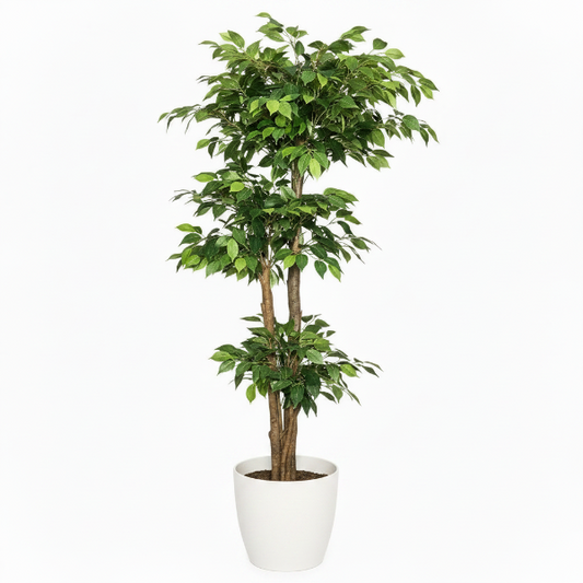 Ficus Multi Head – image 1