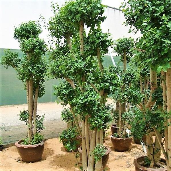 Ficus Multi Head – image 2