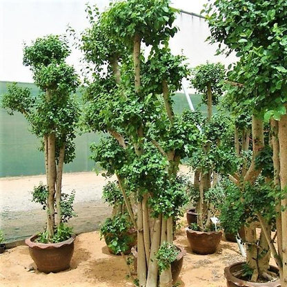 Ficus Multi Head – image 2