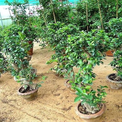 Ficus S Bonsai – image 3