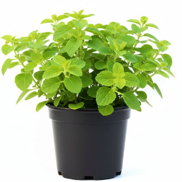 Zaatar Herb Thyme – image 2