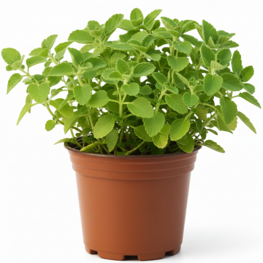 Zaatar Herb Thyme – image 1