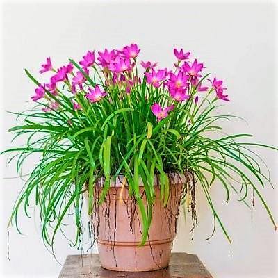 Rain Lily, Zephyr Lily, Zephyranthes Grandiflora, Lilly – image 4