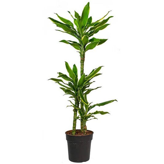 Dracaena Fragrans, Golden Coast, Cornstalk Dracena – image 1