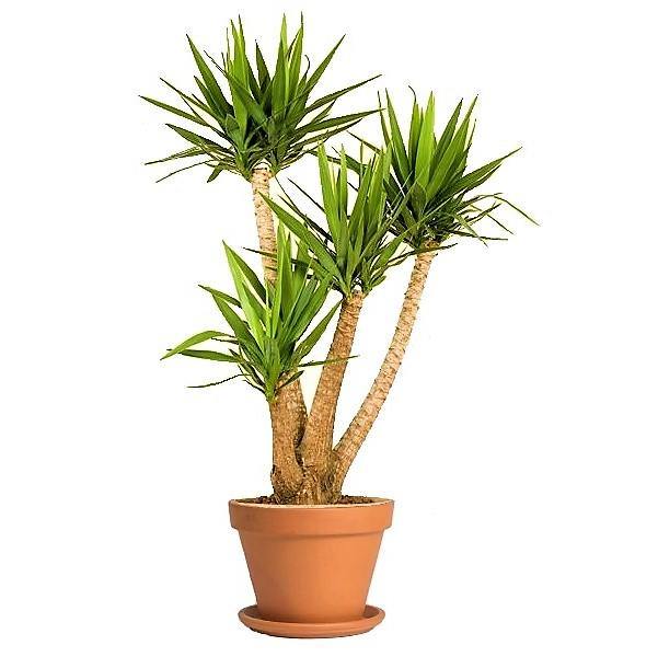 Yucca Elephantipes, Spineless Yucca, Giant Yucca – image 3