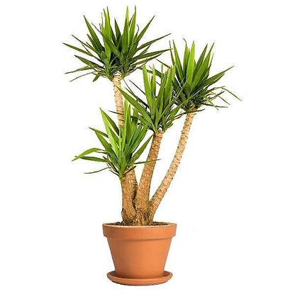 Yucca Elephantipes, Spineless Yucca, Giant Yucca – image 3