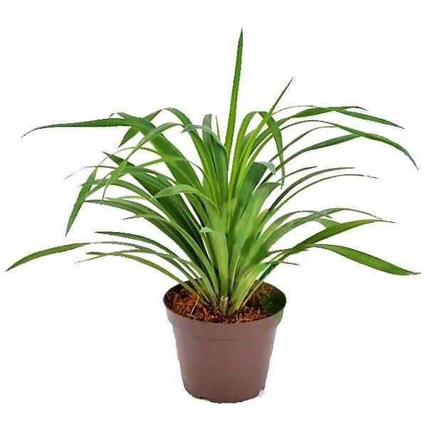 Yucca Desmetiana, Blue Boy – image 6