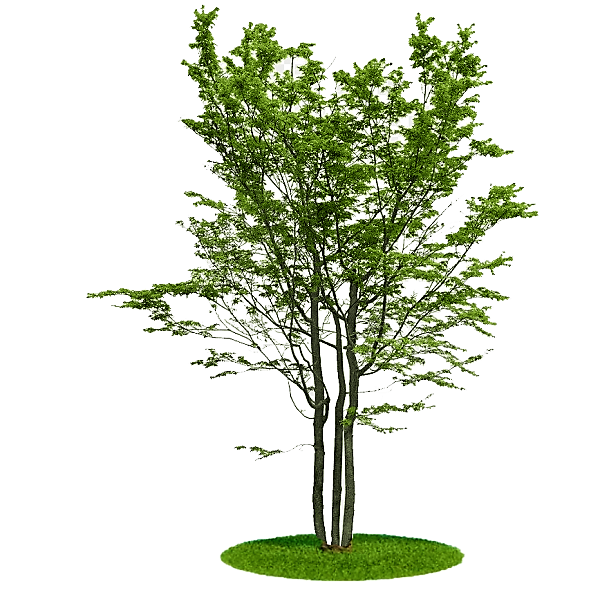 Ziziphus jujuba, Jujube Tree – image 5