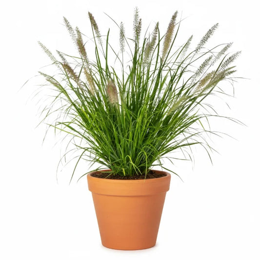 Cortaderia Selloana, Pampas Grass – image 1