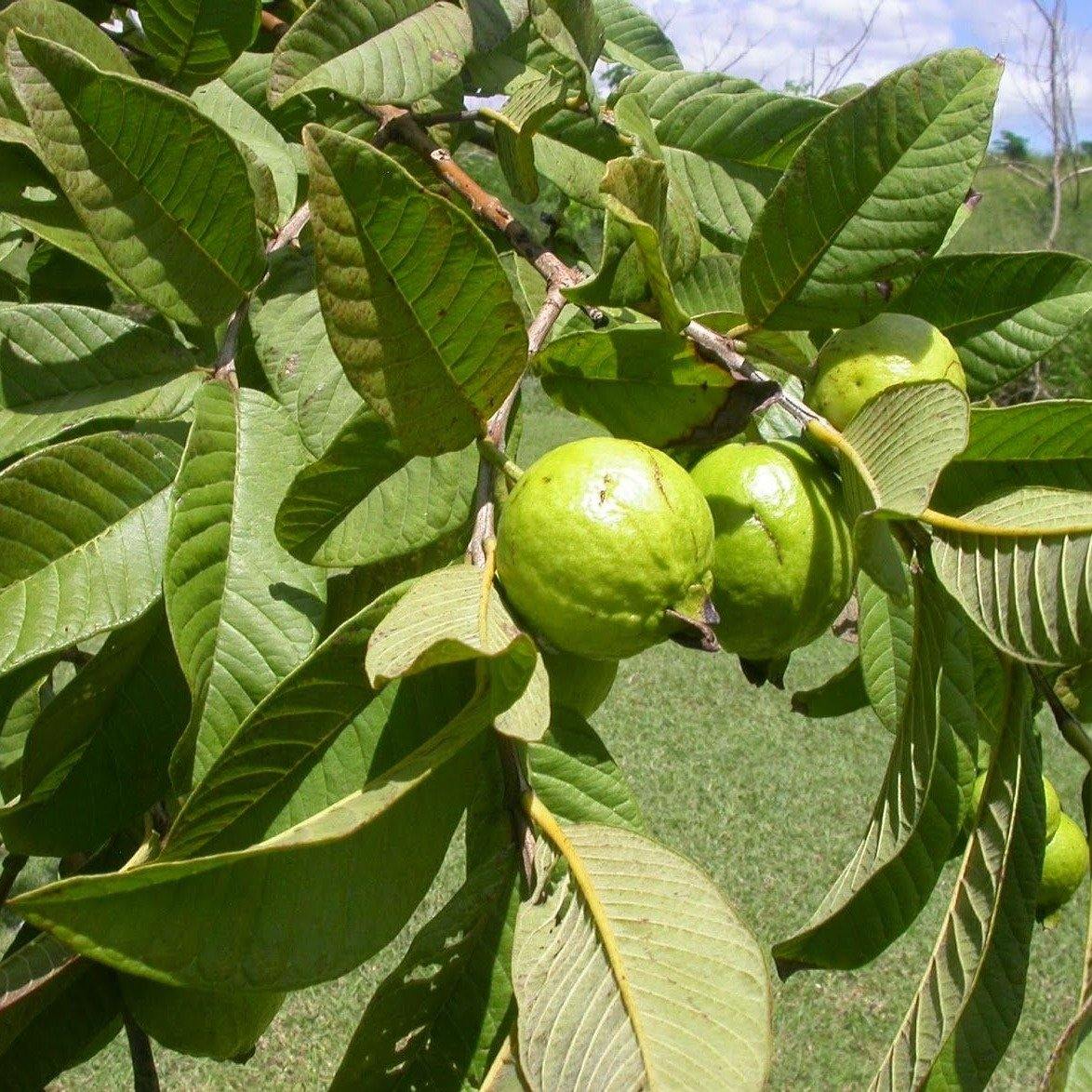 Guava Tree, Psidium Guajava – image 6