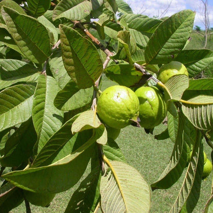 Guava Tree, Psidium Guajava – image 6