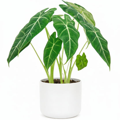 Alocasia Frydek, Green Velvet Alocasia – image 2