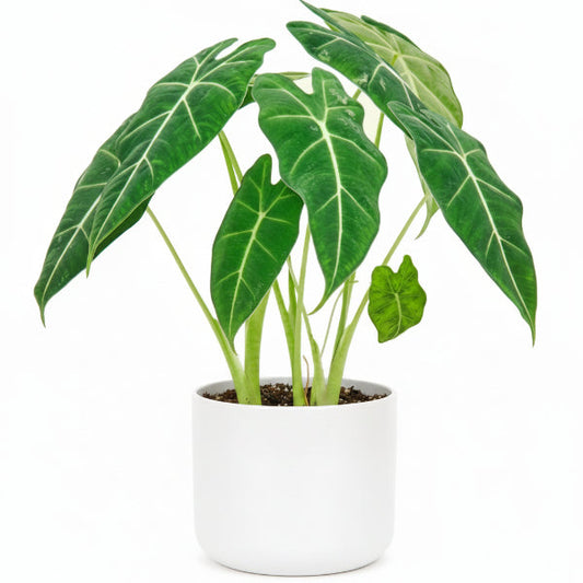 Alocasia Frydek, Green Velvet Alocasia – image 2