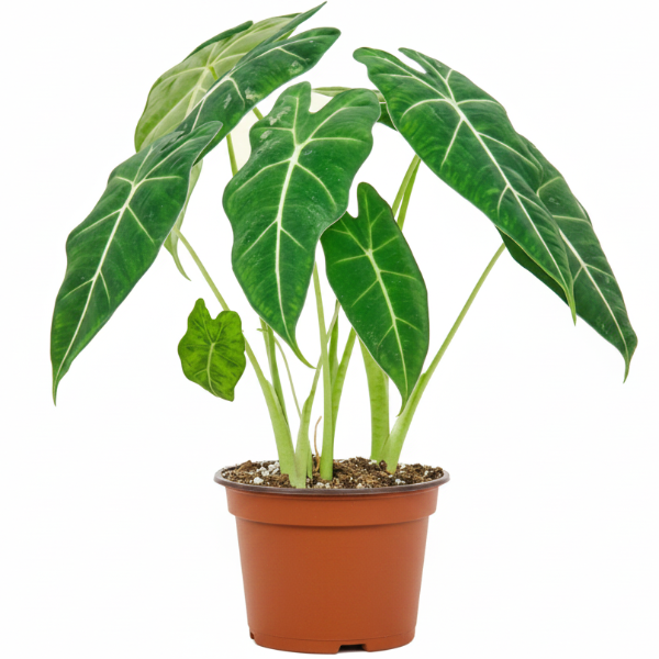 Alocasia Frydek, Green Velvet Alocasia – image 1