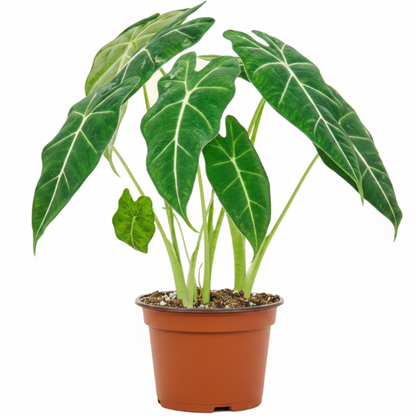 Alocasia Frydek, Green Velvet Alocasia – image 1