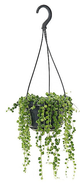 String of Pearls, Senecio Rowleyanus – image 3