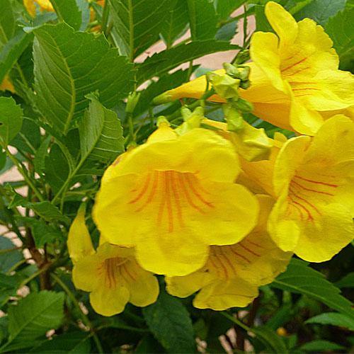 Yellow Bells, Tecoma Stans – image 6