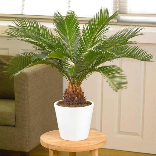 Cycas Revoluta, Sago Palm, outdoor – image 5