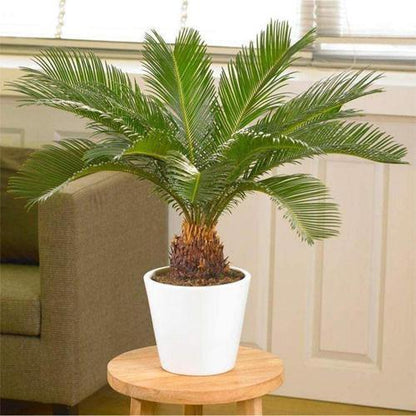 Cycas Revoluta, Sago Palm, outdoor – image 5