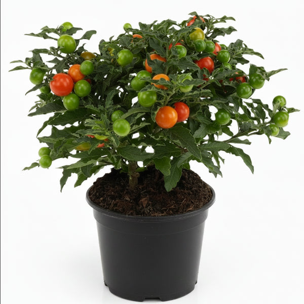 Jerusalem cherry, Solanum pseudocapsicum – image 1