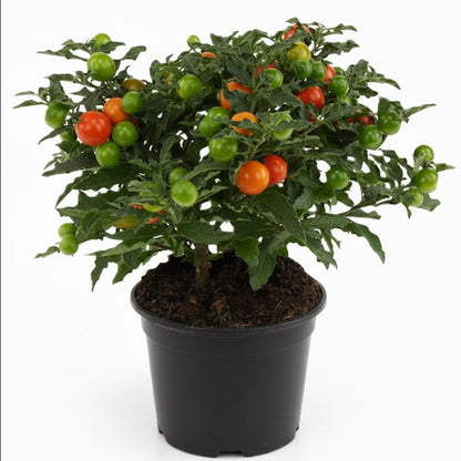 Jerusalem cherry, Solanum pseudocapsicum – image 1