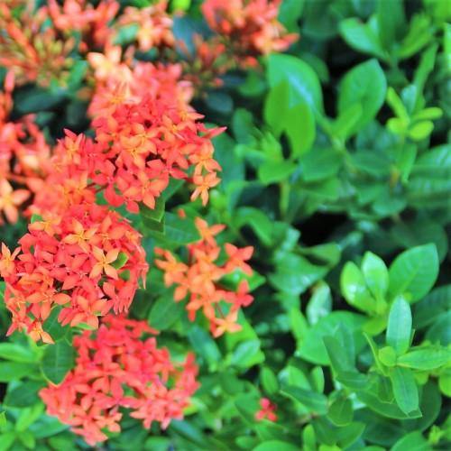 Ixora Different colours – image 5