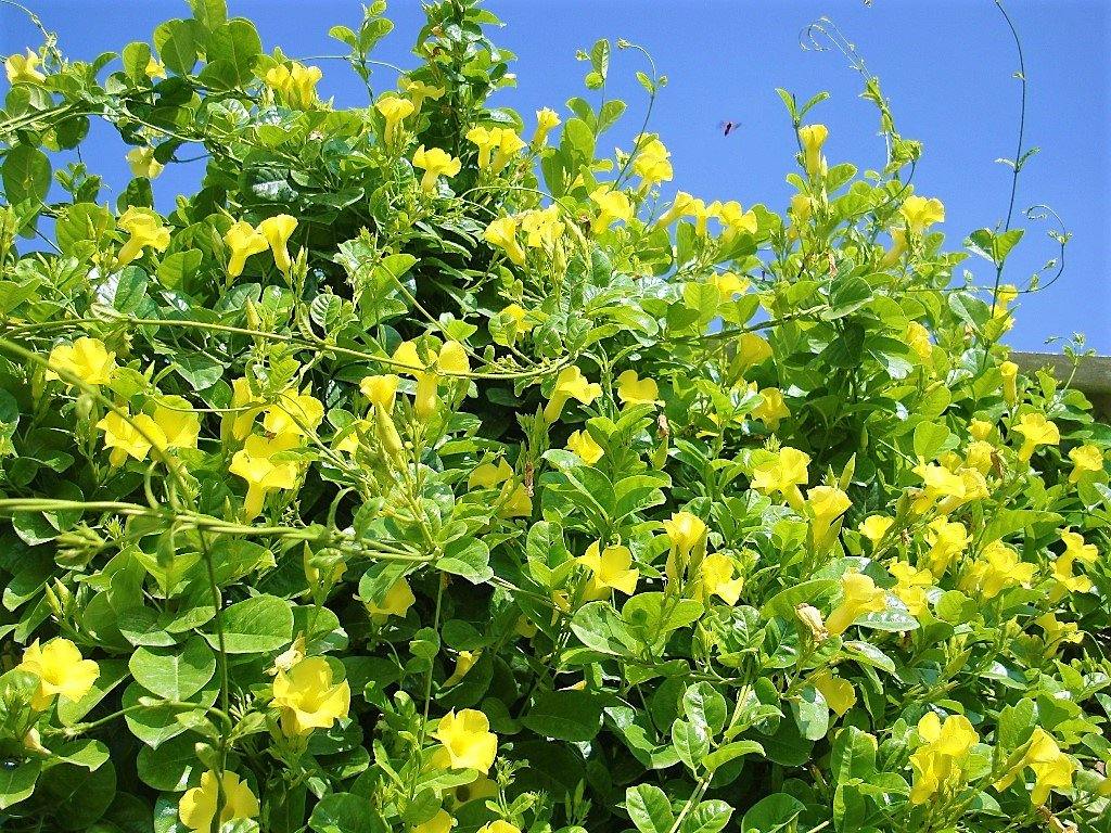 Yellow Bell Climber, Mandevilla Splendens – image 7