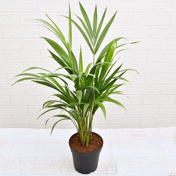 Areca Small, Butterfly Palm , Cane Palm – image 5