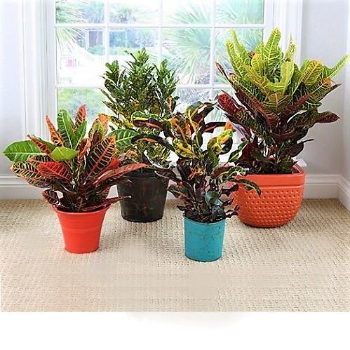 Codiaeum Iceton, Codiaeum Variegatum, Croton – image 5
