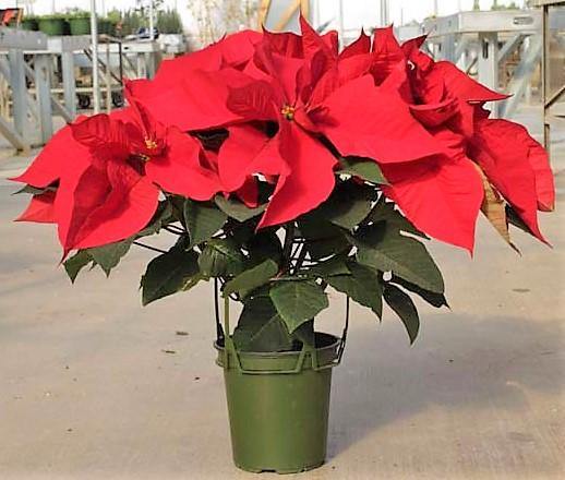 Euphorbia Pulcherrima (Titan Red), Poinsettia – image 5
