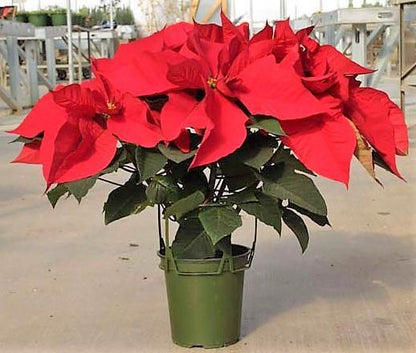 Euphorbia Pulcherrima (Titan Red), Poinsettia – image 5