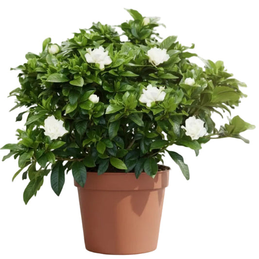 Gardenia Jasminoides, Cape Jasmine, Outdoor – image 2