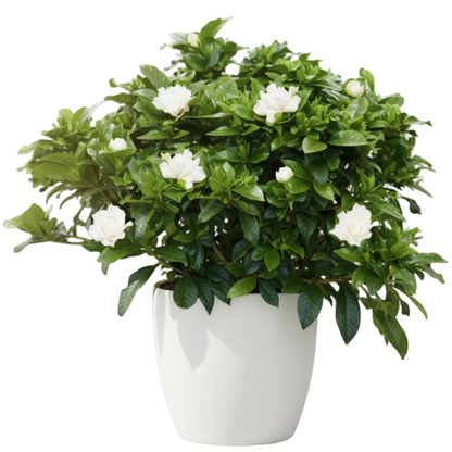Gardenia Jasminoides, Cape Jasmine, Outdoor – image 4