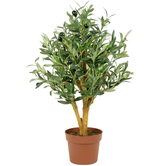 Olive Tree, Olea Europaea – image 1