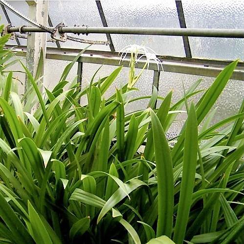 Spider Lily, Hymenocallis Littoralis, Lilly – image 3