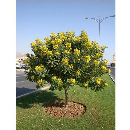Cassia Surattensis, Scrambled Egg Plant, Sunshine tree – image 5