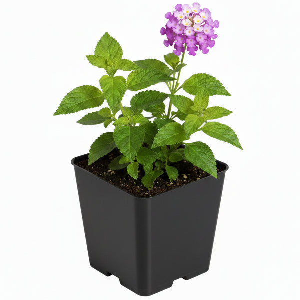 Lantana Montevidensis Purple, Trailing lantana – image 5