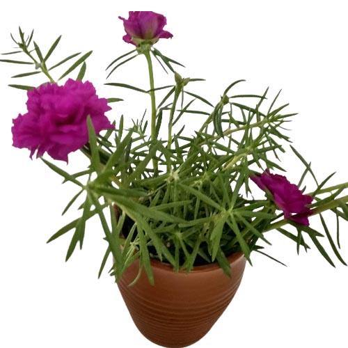Rose Moss, Portulaca Grandiflora – image 7