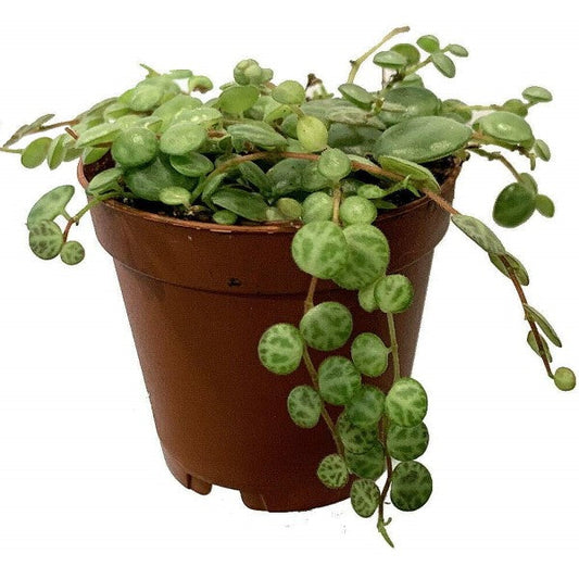 String of Turtles, Peperomia Prostrata – image 1