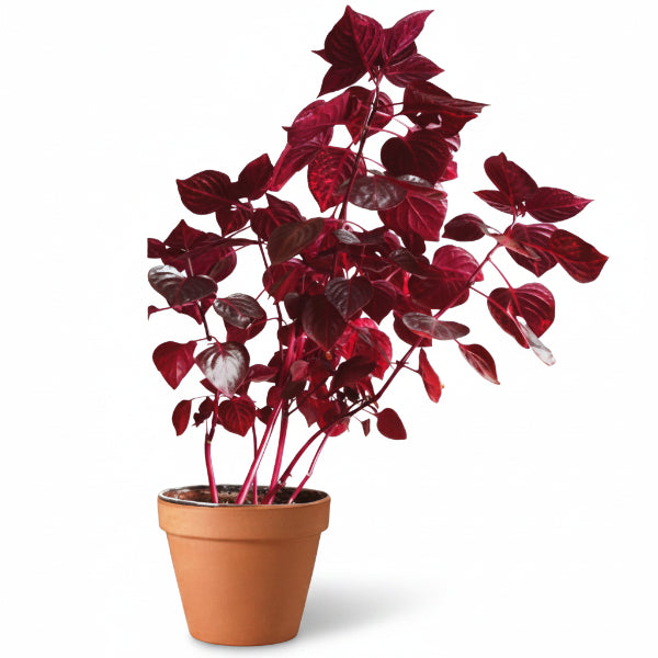 Iresine Iindenii, Bloodleaf Iresine lindenii (small) – image 1