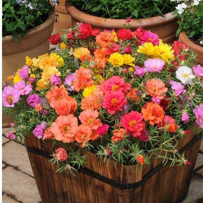 Rose Moss, Portulaca Grandiflora – image 8