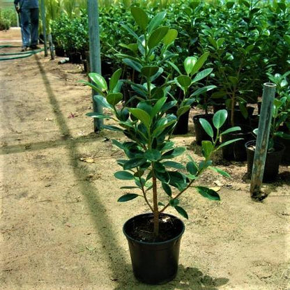 Ficus Hawaii, Green Island – image 3