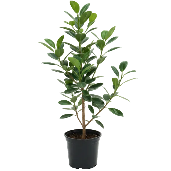 Ficus Hawaii, Green Island – image 1